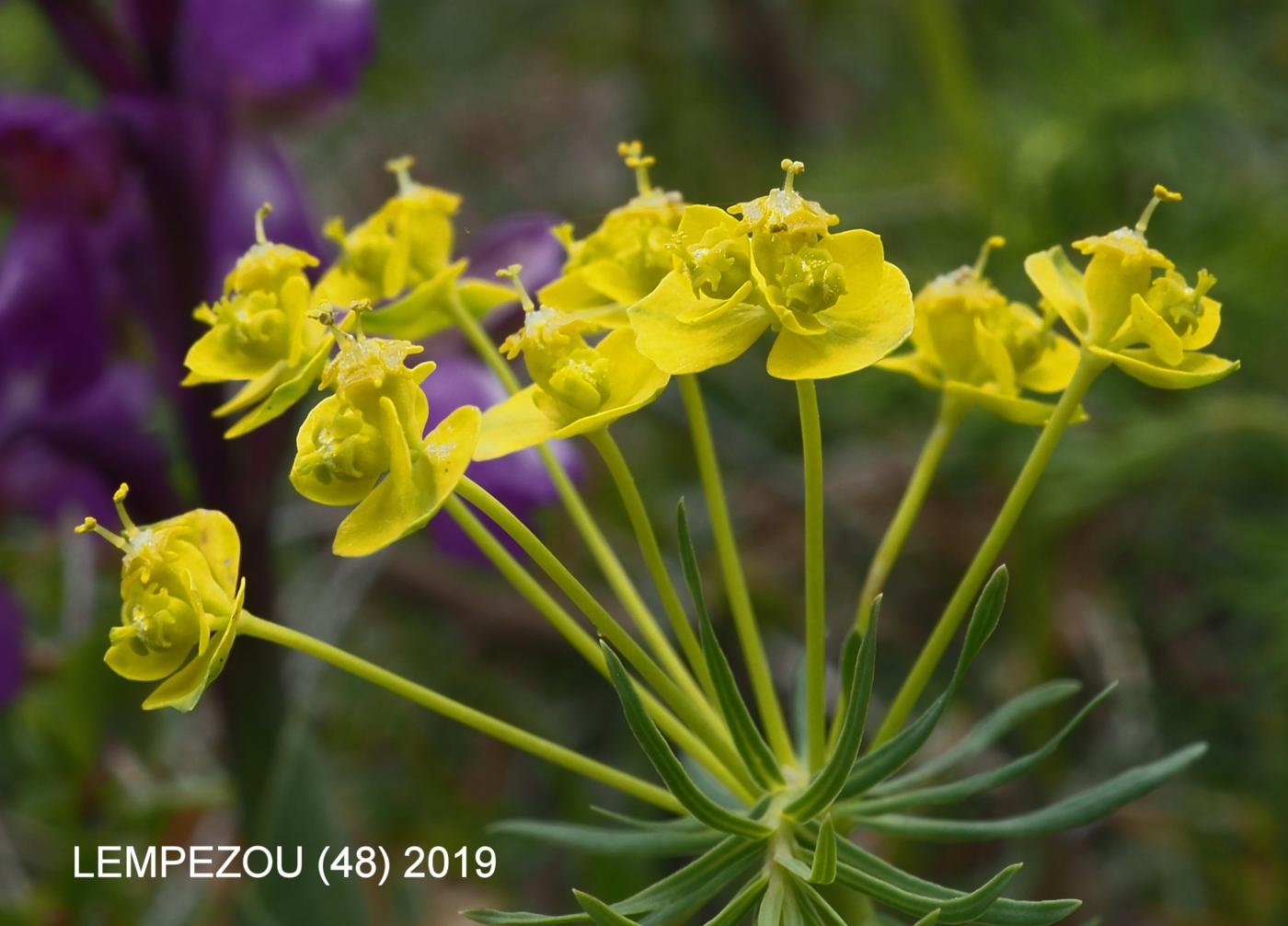 Spurge, Cypress flower